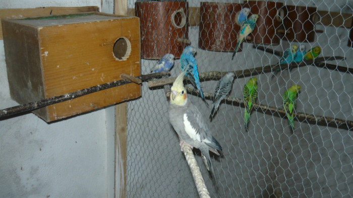 P1090812 - papagali 2012