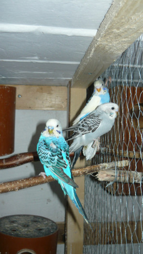 P1090817 - papagali 2012