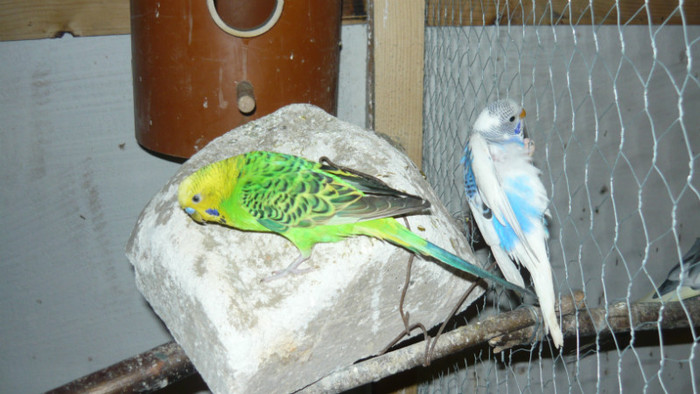 P1090818 - papagali 2012