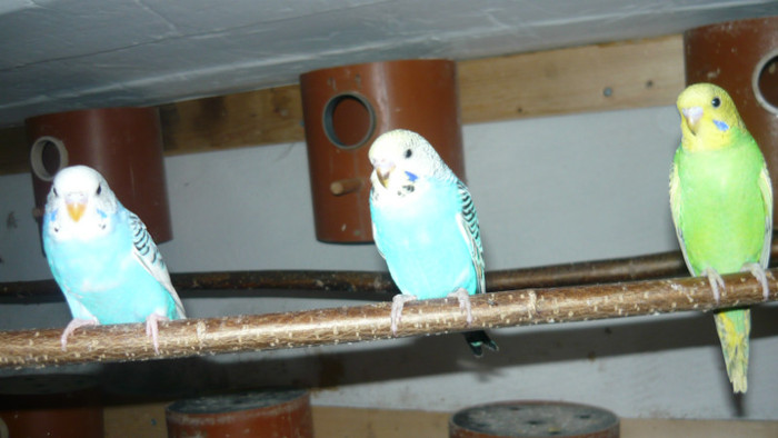 P1090819 - papagali 2012