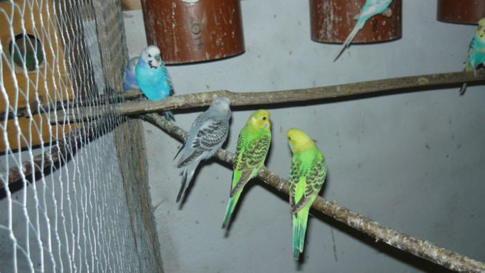 P1090821 - papagali 2012
