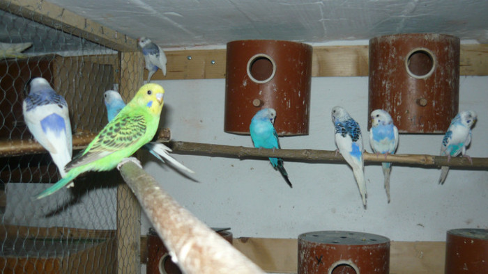 P1090825 - papagali 2012