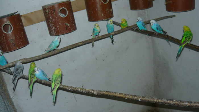 P1090826 - papagali 2012