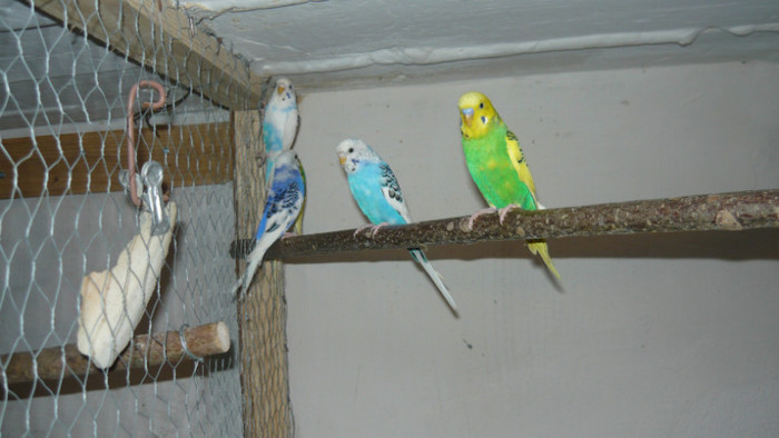 P1090830 - papagali 2012