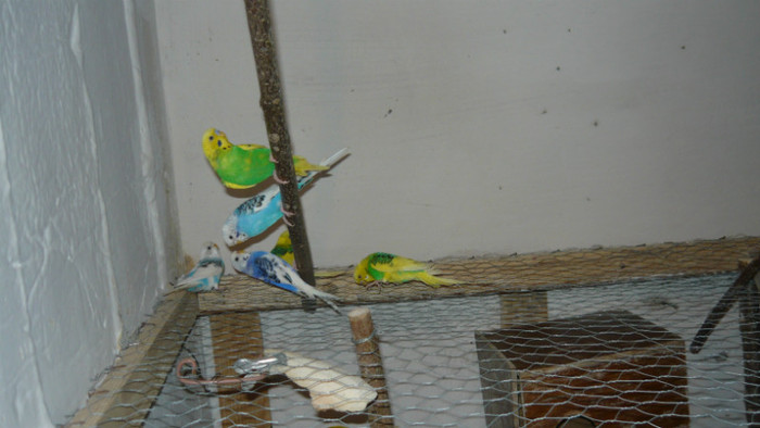 P1090831 - papagali 2012