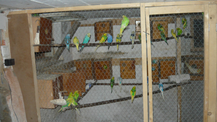 P1090832 - papagali 2012