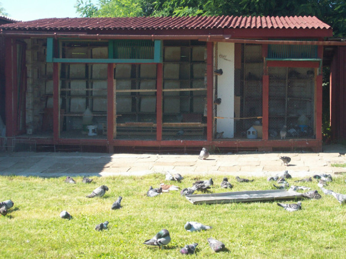 putina odihna dupa mult zbor - Rezultate 2012