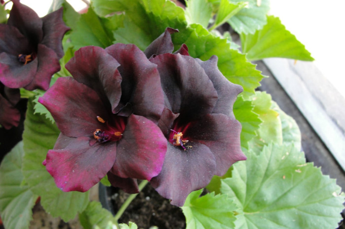  - B-Pelargoniums