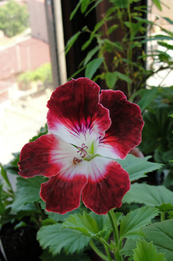  - B-Pelargoniums