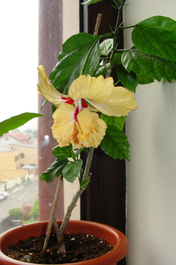 05.06.12 - B-hibiscus-2012 2