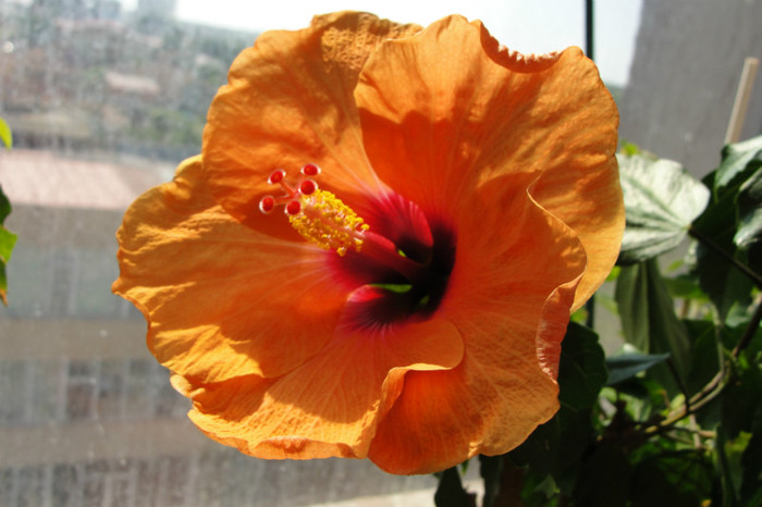 DSC00141 - B-hibiscus-2012 2