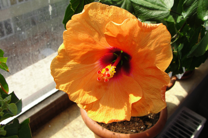 05.06.12 - B-hibiscus-2012 2