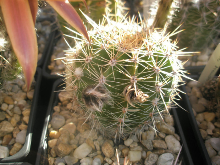 Daydream - 19.06 - Echinopsis