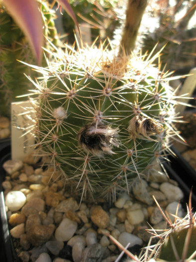 Daydream - Echinopsis