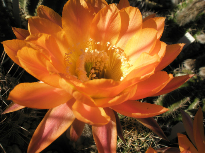 Daydream - floare 3 - Echinopsis