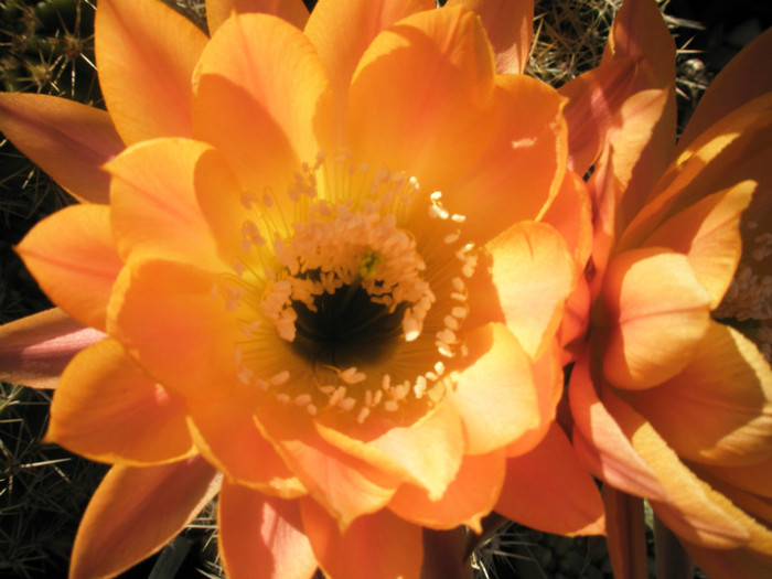 Dragon Lady - detaliu floare