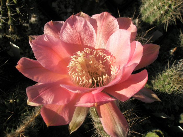 Eddie - floare 2