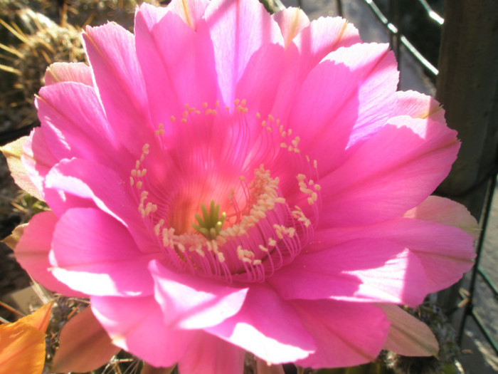 Syncopation - floare 2