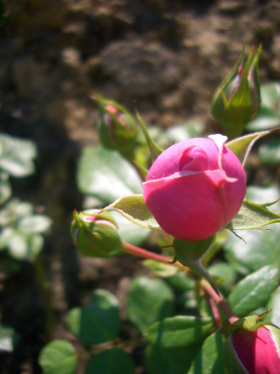 Pomponella • KORpompan (Floribunda - W. Kordes & Sons, 2005)