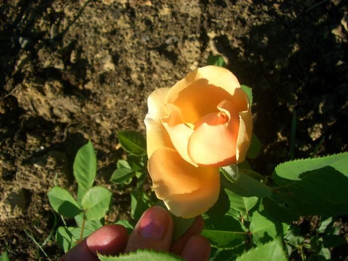CIMG5889