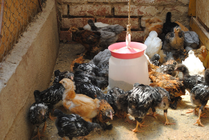 DSC_0239 - 2 - CRESA