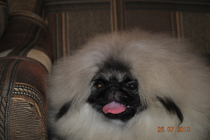 DSC_0009 - P - PEKINGESE