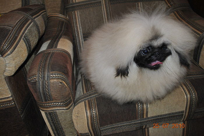 DSC_0031 - P - PEKINGESE