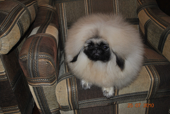 DSC_0033 - P - PEKINGESE