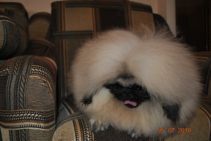 DSC_0039 - P - PEKINGESE