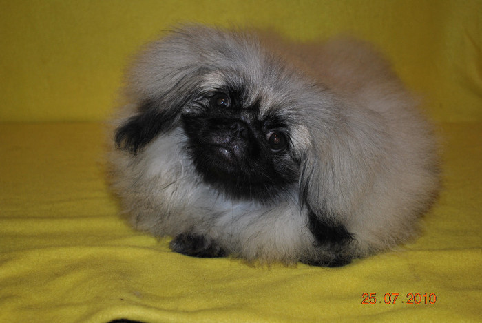 DSC_0067 - P - PEKINGESE