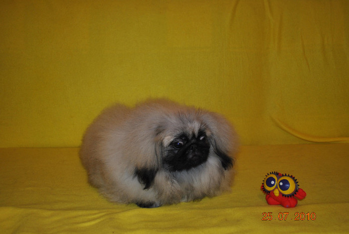 DSC_0074 - P - PEKINGESE