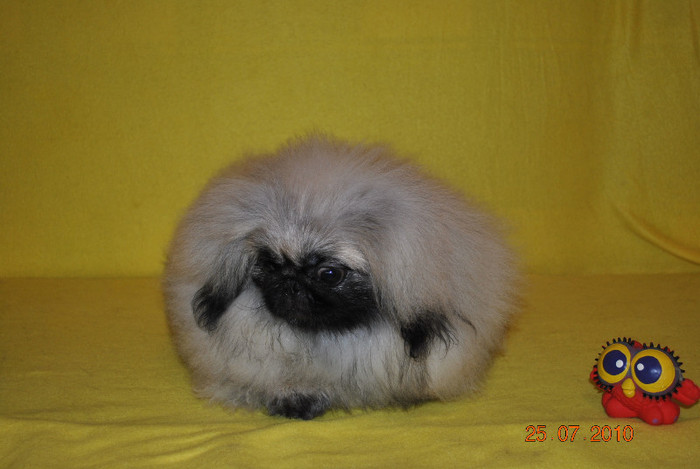 DSC_0075 - P - PEKINGESE