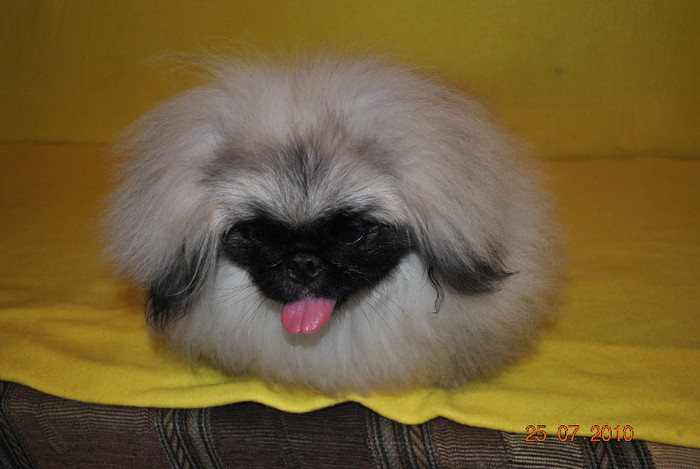 DSC_0101 - P - PEKINGESE