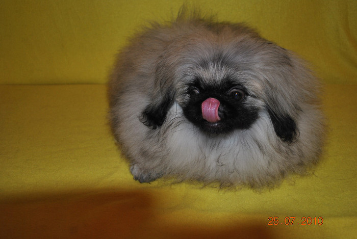 DSC_0130 - P - PEKINGESE