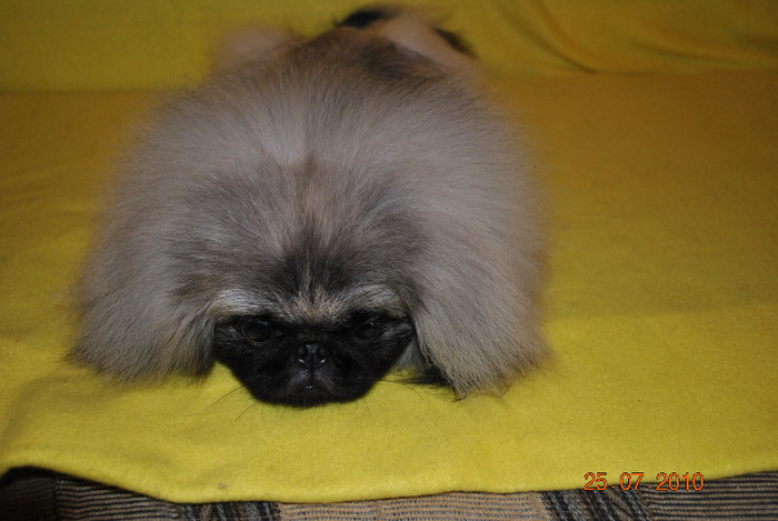DSC_0132 - P - PEKINGESE