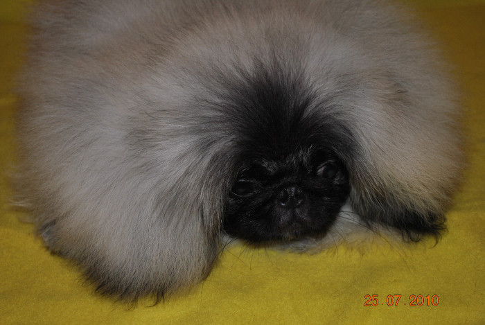 DSC_0144 - P - PEKINGESE