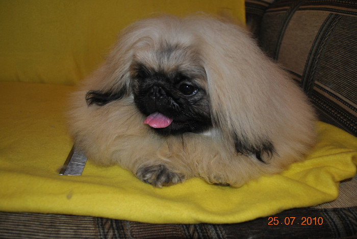 DSC_0182 - P - PEKINGESE