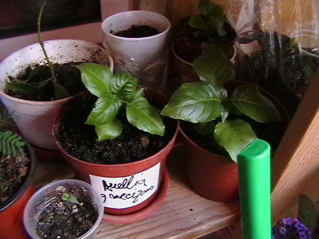 RUELIA GRAECIZALIS