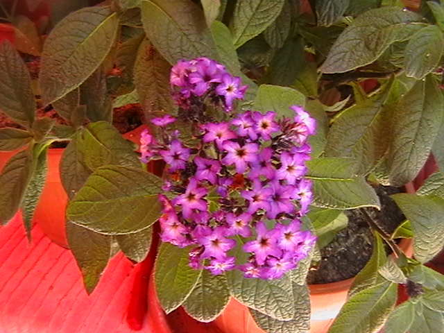 Picture 005