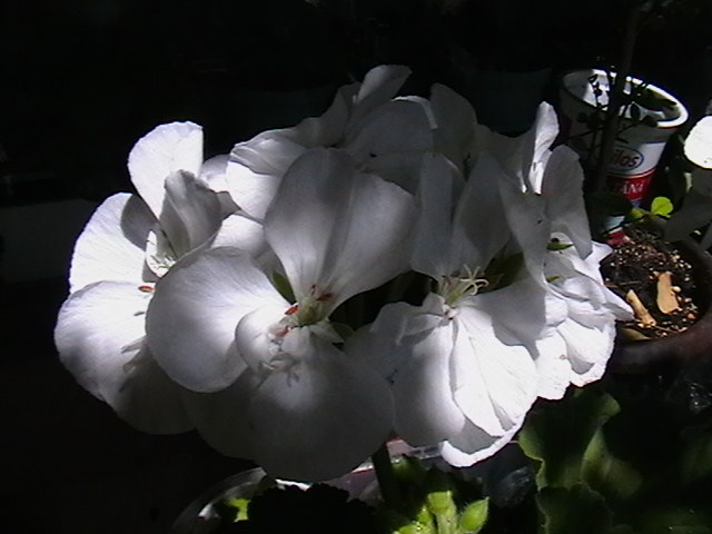 Picture 007