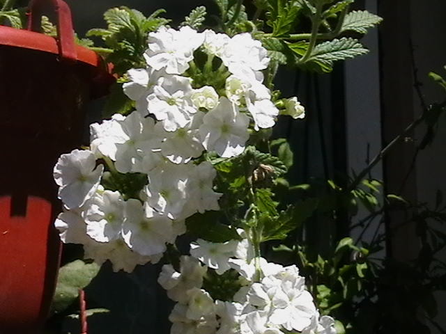 Picture 011