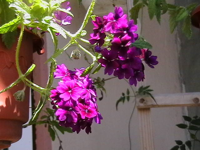 Picture 014