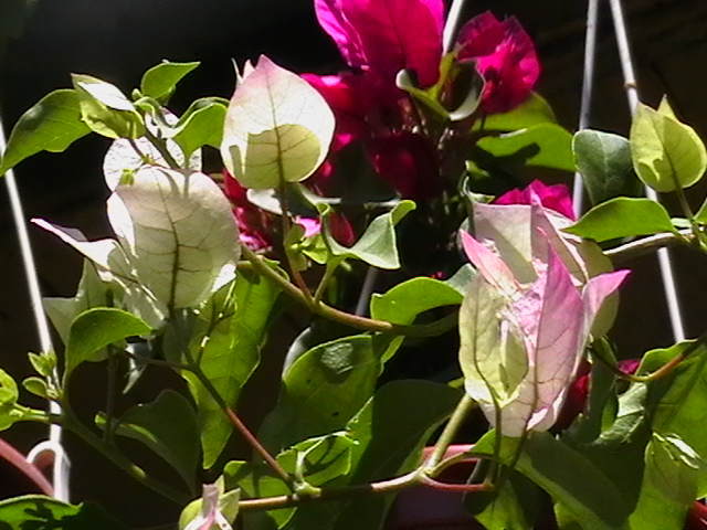 Picture 016