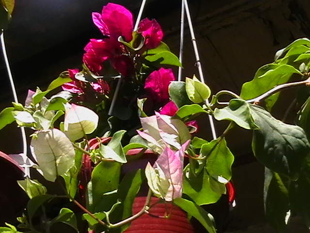 Picture 017