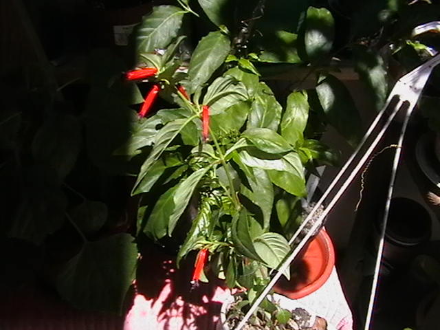 TIGARETA
