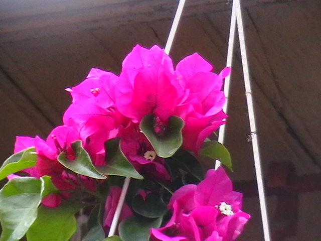 Picture 070