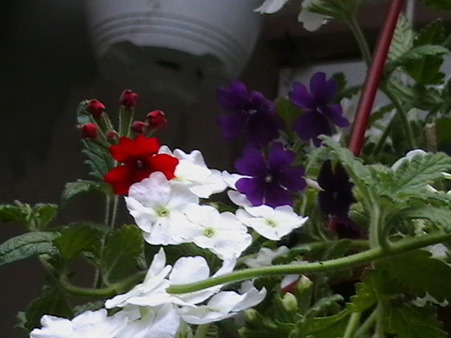 Picture 074