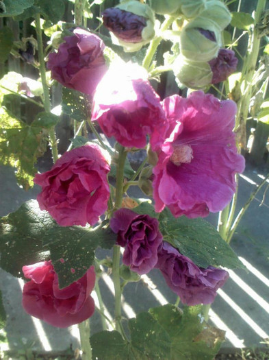 Delphinium nudicaule Pink Senzation - Z   Florile mele 2012