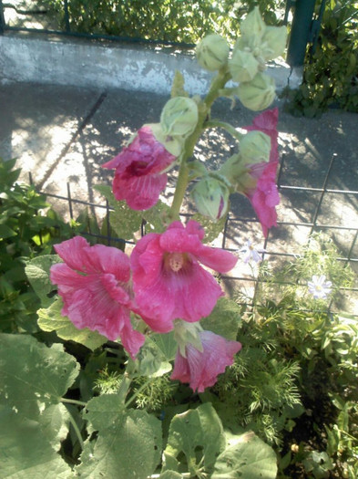 Delphinium nudicaule Pink Senzation