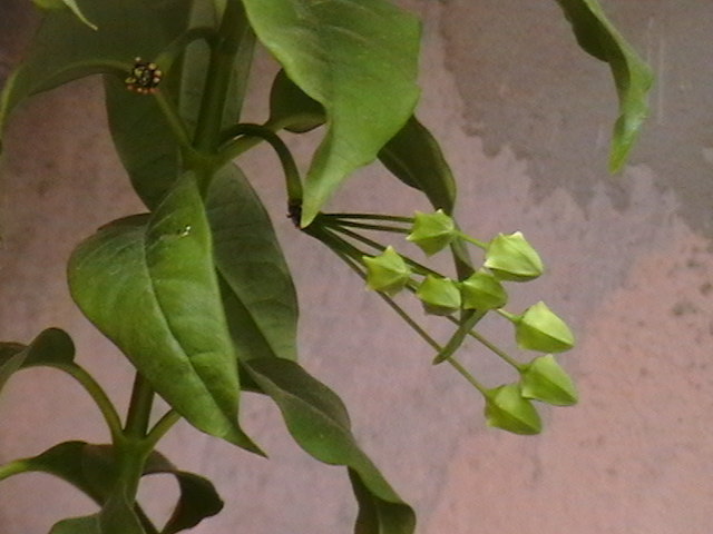 Picture 076 - multiflora